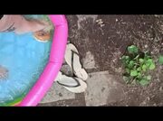 Amateur Video of MISS_WAGON_VEGAN